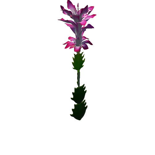 Flower Christmas Cactus 4